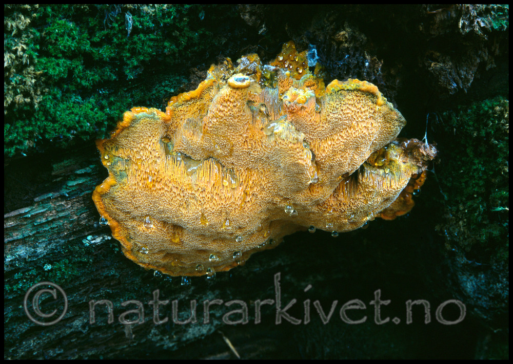 KA 11 00 0003 / Hapalopilus croceus / Safrankjuke