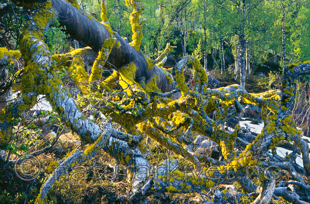 KA 12 00 0001 / Letharia vulpina / Ulvelav