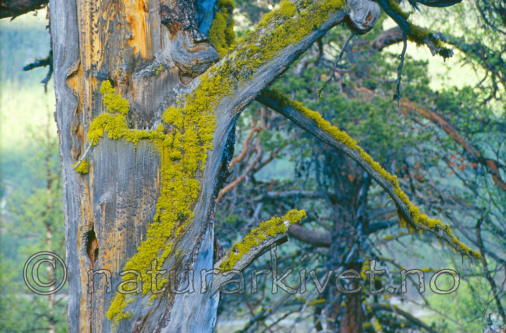 KA 12 00 0007 / Letharia vulpina / Ulvelav