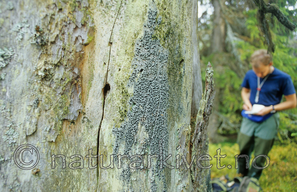 KA 12 00 0027 / Cyphelium inquinans / Gråsotbeger