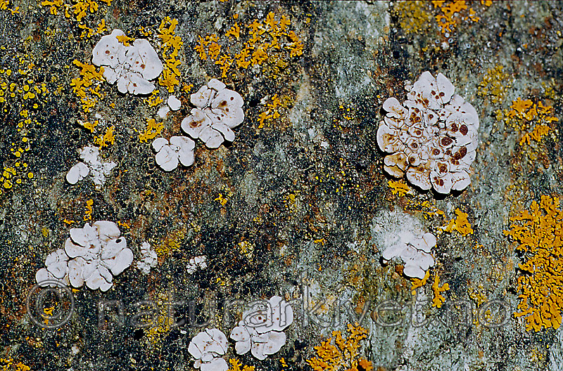 KA 12 00 0044 / Glypholecia scabra / Kalkskjold