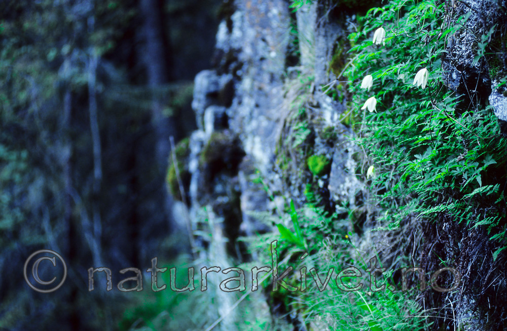 KA 13 00 0010 / Clematis sibirica / Skogranke