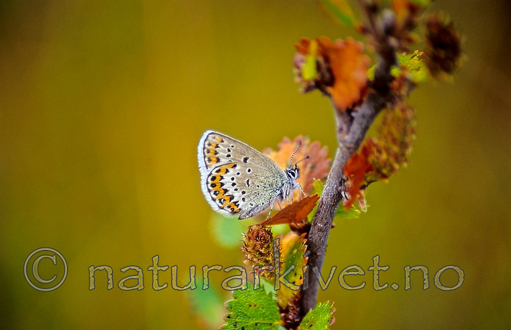 KA 14 00 0040 / Betula nana nana / Dvergbjørk