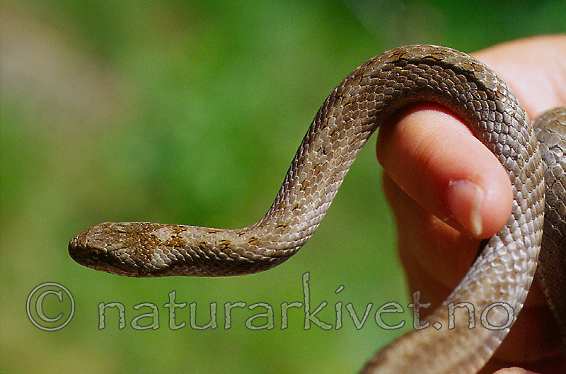 KA 16 00 0022 / Coronella austriaca / Slettsnok