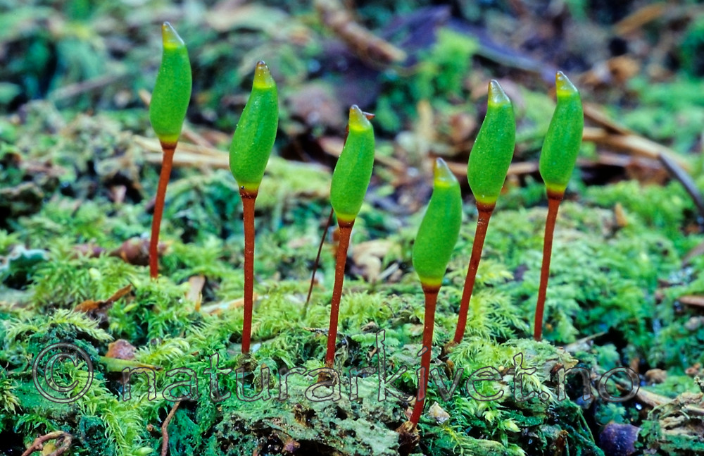 KA 16 00 0060 / Buxbaumia viridis / Grønnsko