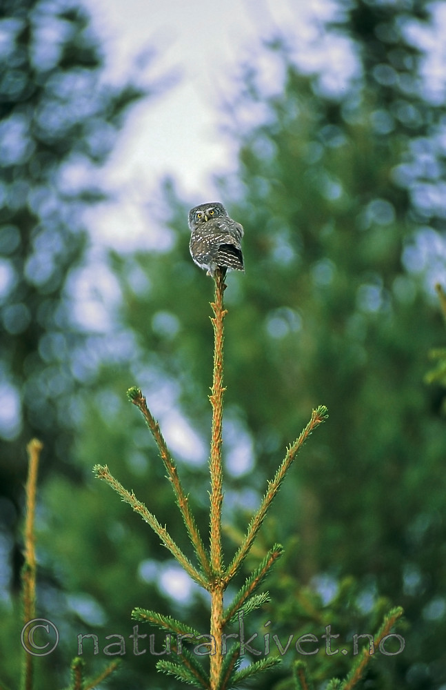 KA 17 00 0015 / Glaucidium passerinum / Spurveugle