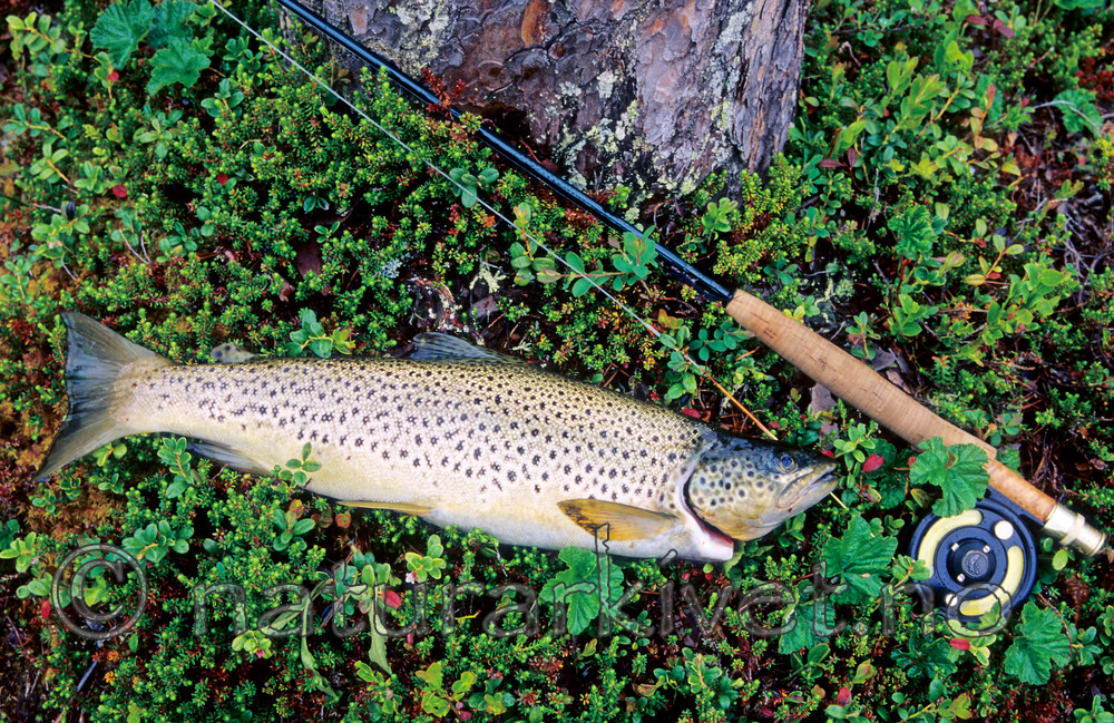 KA 99 03 0034 / Salmo trutta / ørret