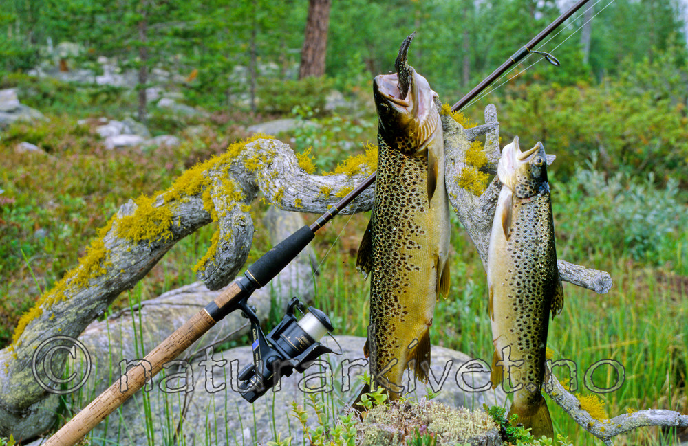 KA 99 04 0073 / Letharia vulpina / Ulvelav <br /> Salmo trutta / ørret
