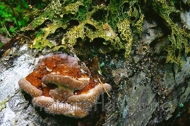KA 99 05 0067 / Fomitopsis pinicola / Rødrandkjuke <br /> Lobaria pulmonaria / Lungenever