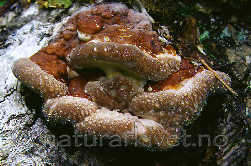 KA 99 05 0068 / Fomitopsis pinicola / Rødrandkjuke