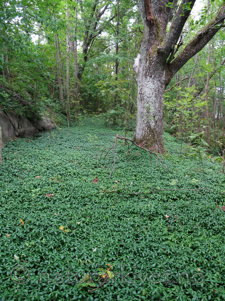 KA2_090907_0044_w / Vinca minor / Gravmyrt