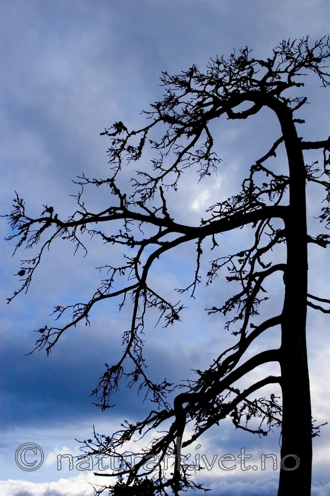 KA_05_1_2813 / Pinus sylvestris / Furu