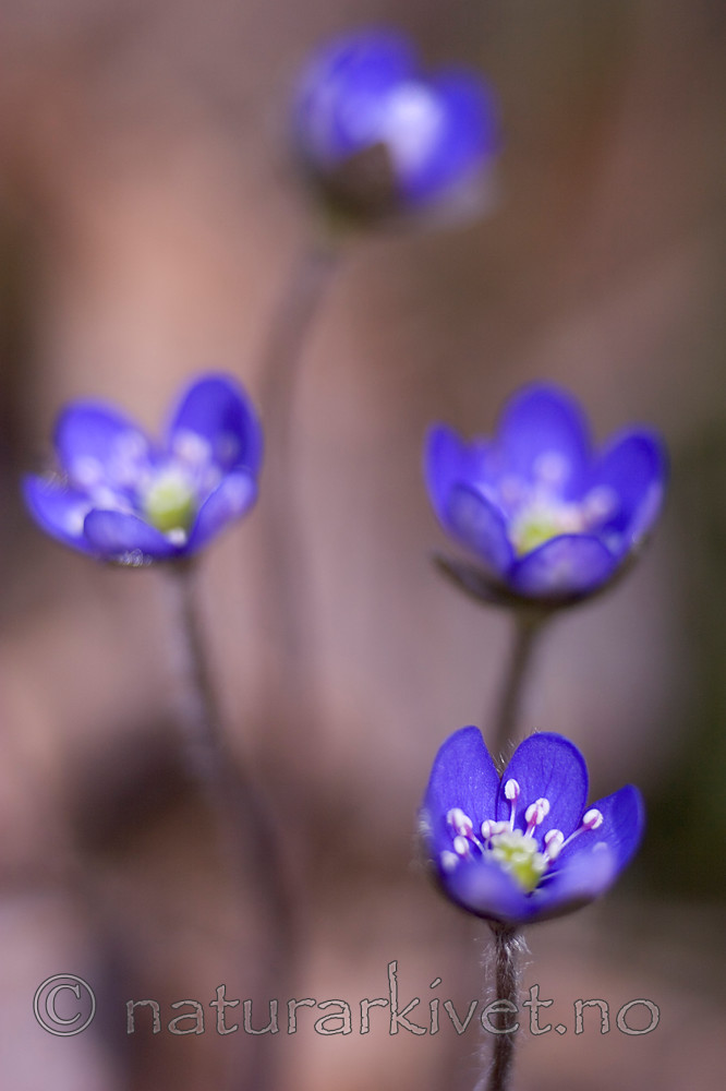 KA_05_1_2906 / Hepatica nobilis / Blåveis