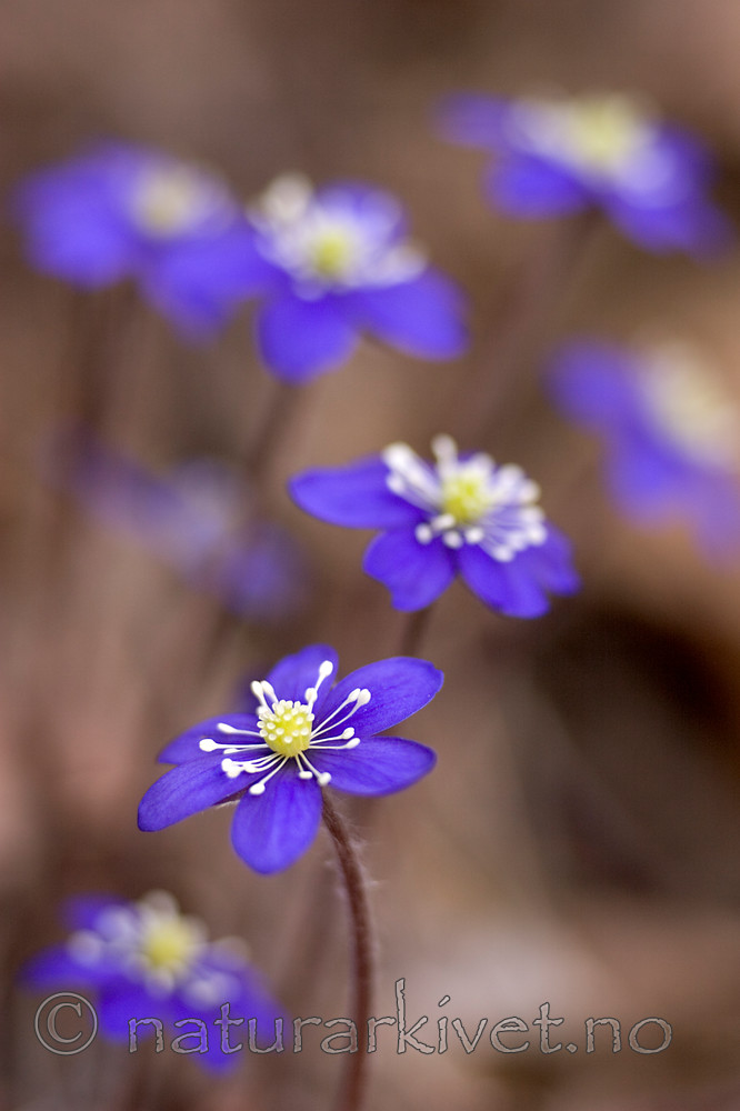 KA_05_1_2909 / Hepatica nobilis / Blåveis