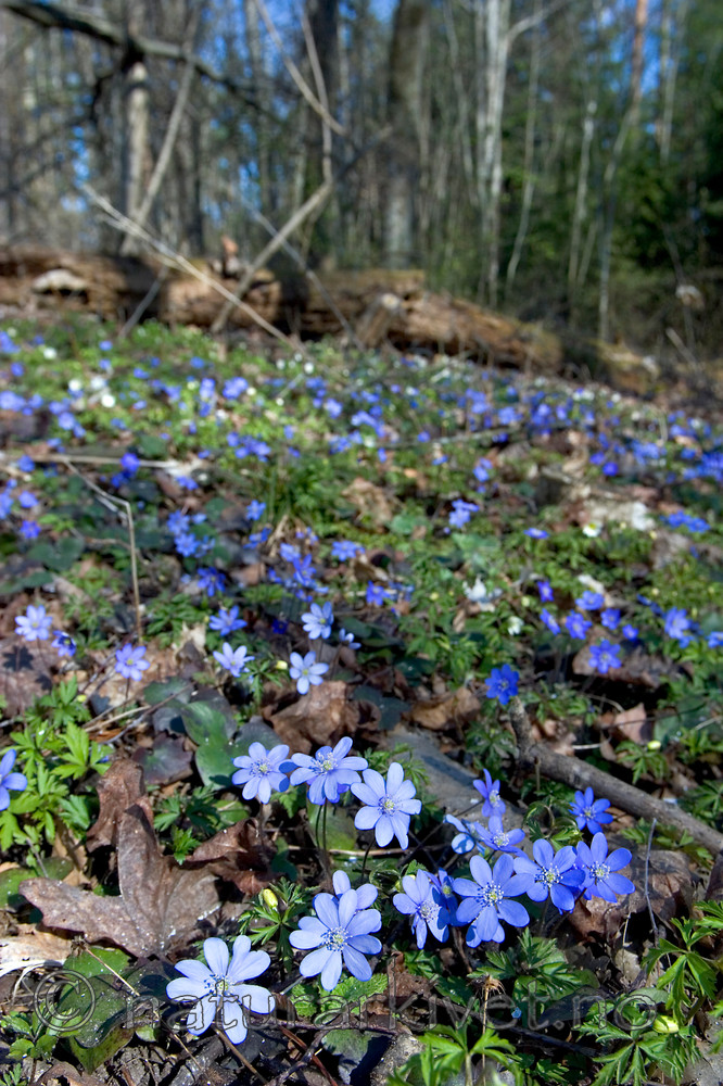 KA_05_1_2986 / Hepatica nobilis / Blåveis