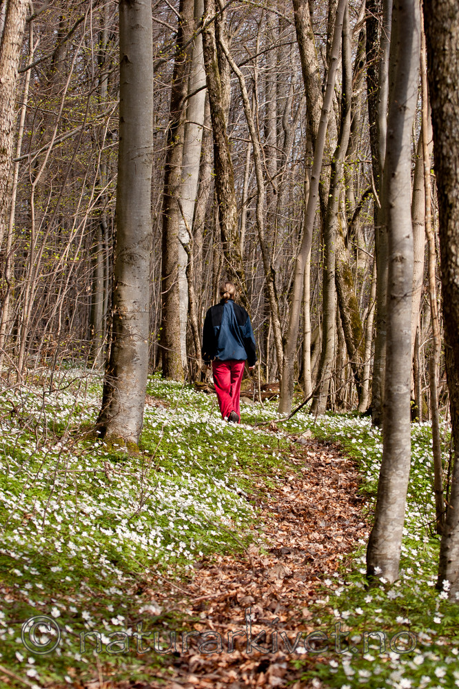 KA_05_1_3173 / Anemone nemorosa / Hvitveis