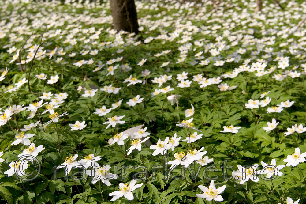 KA_05_1_3183 / Anemone nemorosa / Hvitveis