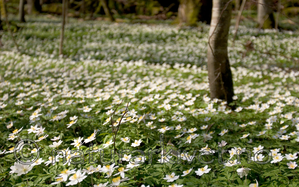 KA_05_1_3188 / Anemone nemorosa / Hvitveis
