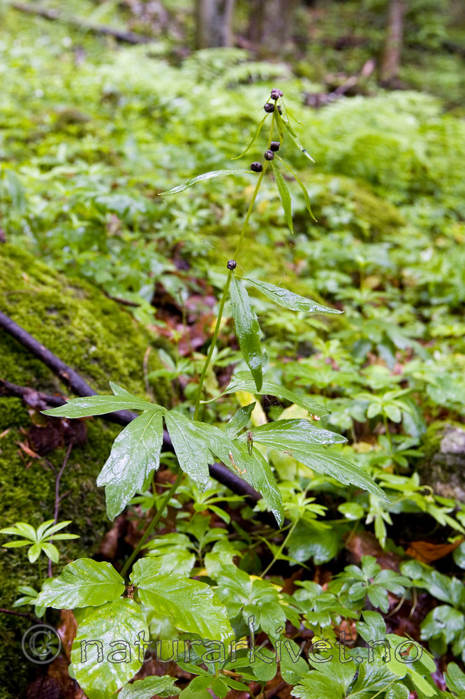 KA_05_1_3756 / Cardamine bulbifera / Tannrot
