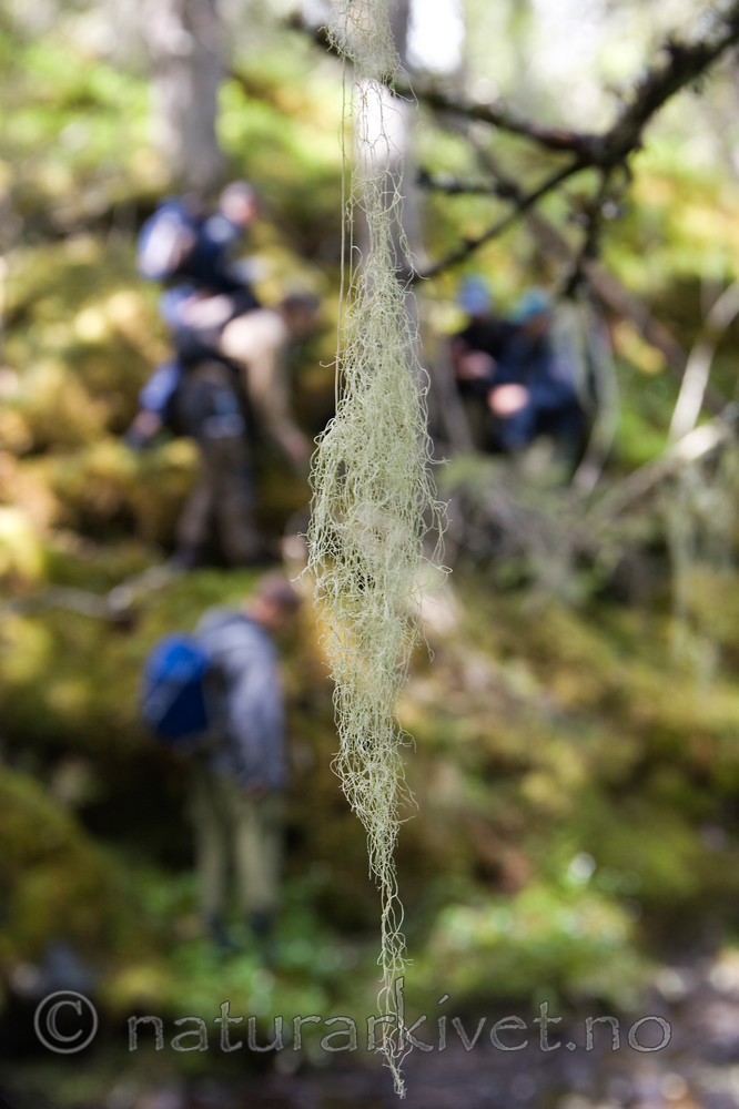 KA_05_1_3822 / Ramalina thrausta / Trådragg