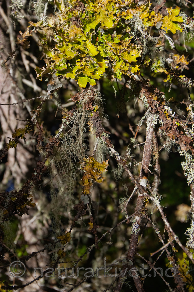 KA_05_1_3838 / Lobaria pulmonaria / Lungenever