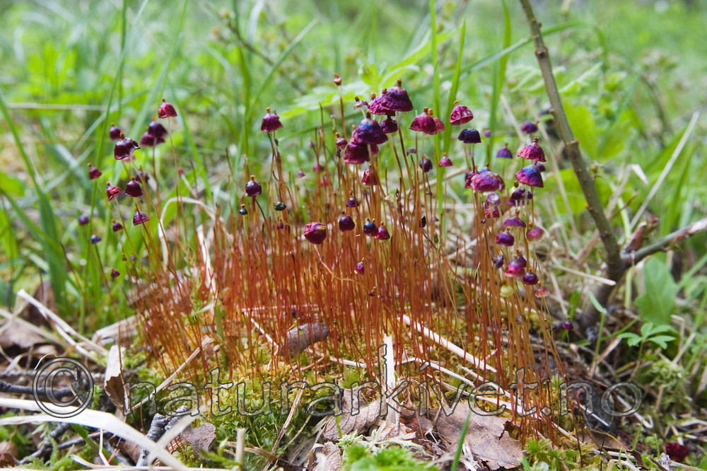 KA_05_1_3915 / Splachnum rubrum / Rødmøkkmose