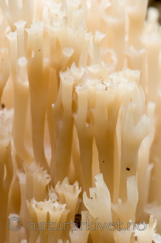 KA_05_1_4832 / Artomyces pyxidatus / Begerfingersopp