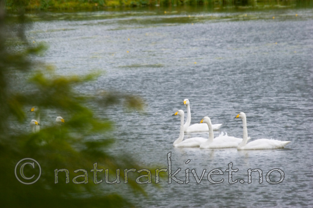 KA_05_1_5031 / Cygnus cygnus / Sangsvane