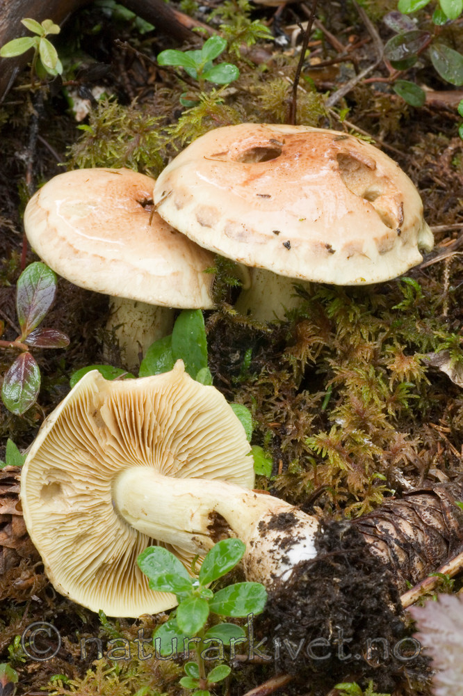 KA_05_1_5078 / Cortinarius mussivus / Stor bananslørsopp