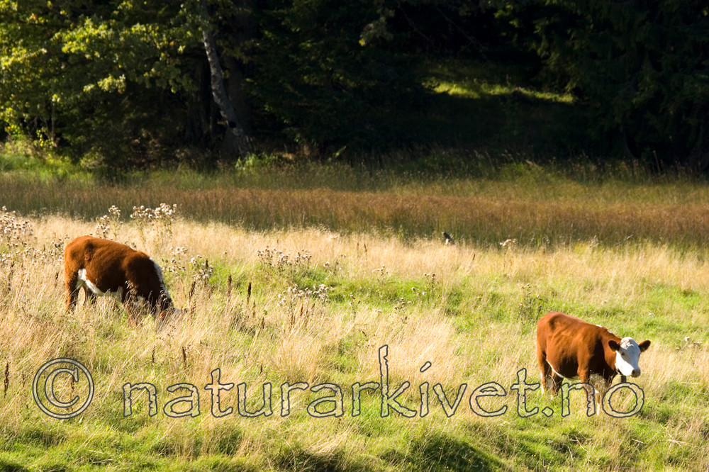 KA_05_1_5186 / Bos taurus / Storfe