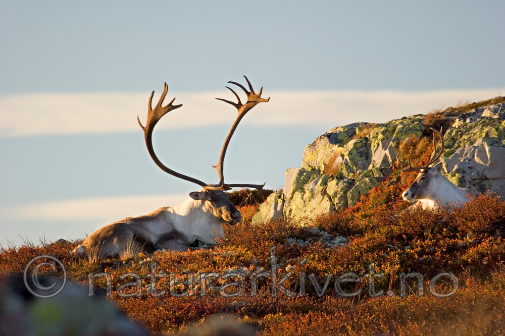 KA_05_1_5613 / Rangifer tarandus / Rein