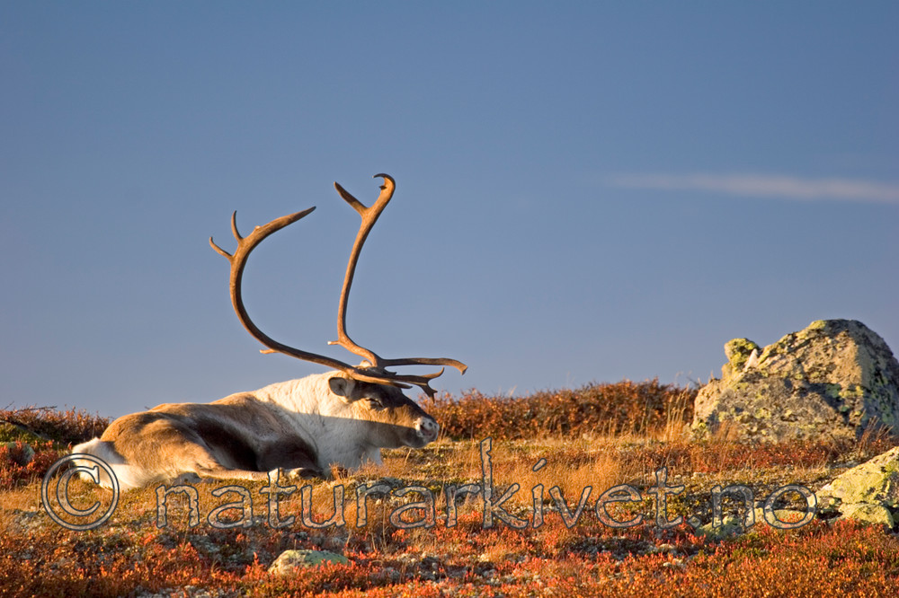 KA_05_1_5620 / Rangifer tarandus / Rein