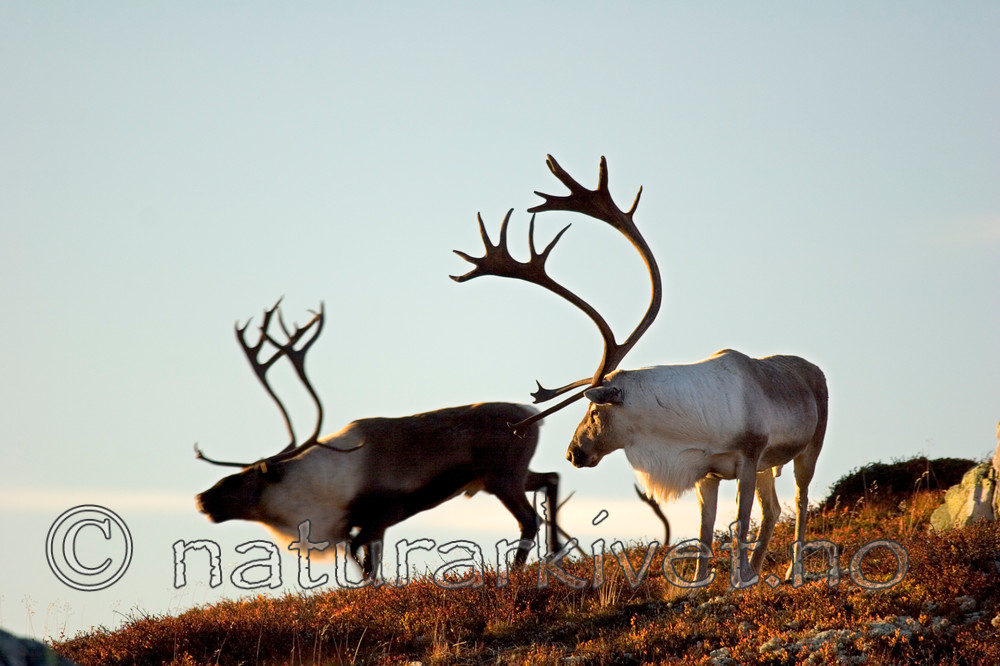 KA_05_1_5636 / Rangifer tarandus / Rein