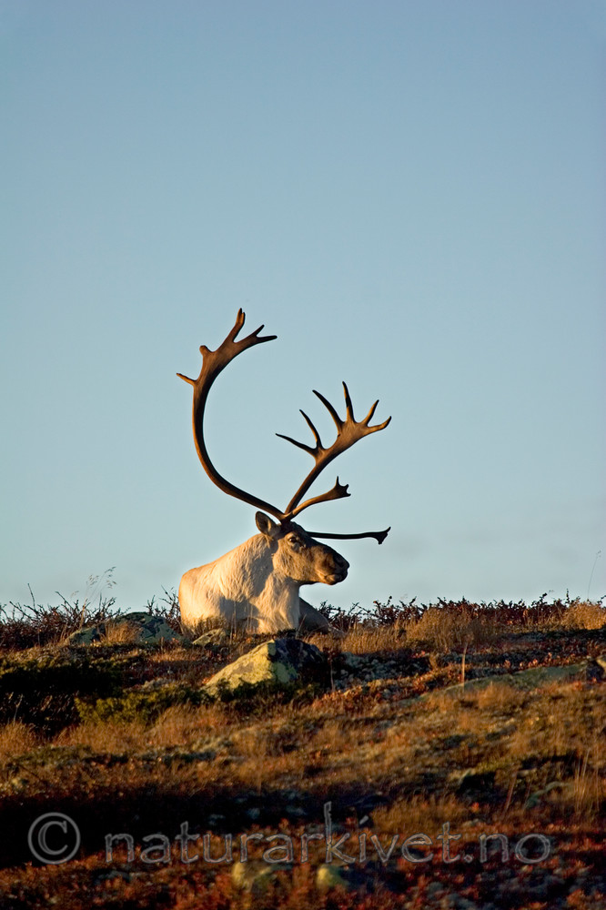 KA_05_1_5648 / Rangifer tarandus / Rein