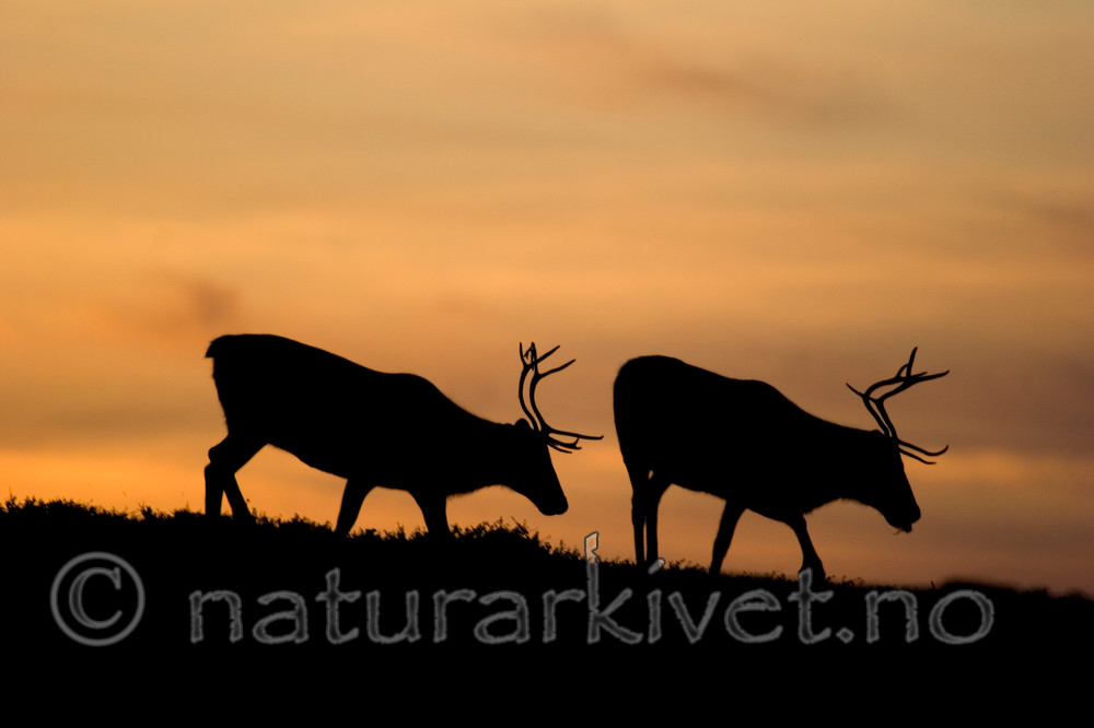 KA_05_1_5778 / Rangifer tarandus / Rein