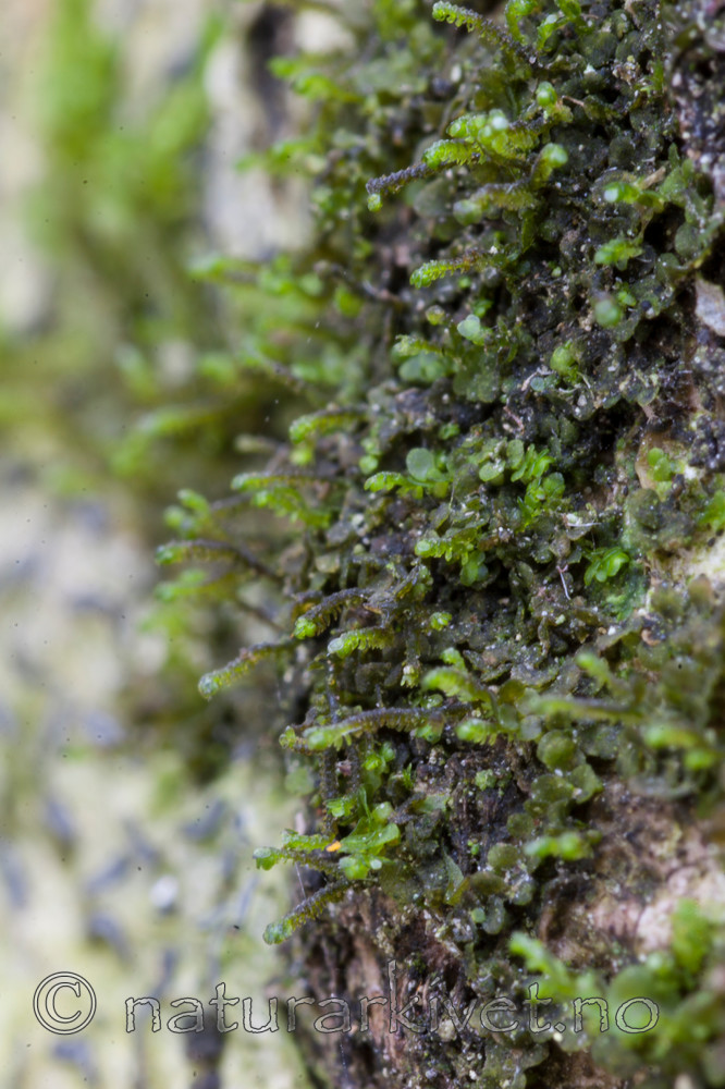 KA_05_1_6104 / Frullania bolanderi / Pelsblæremose