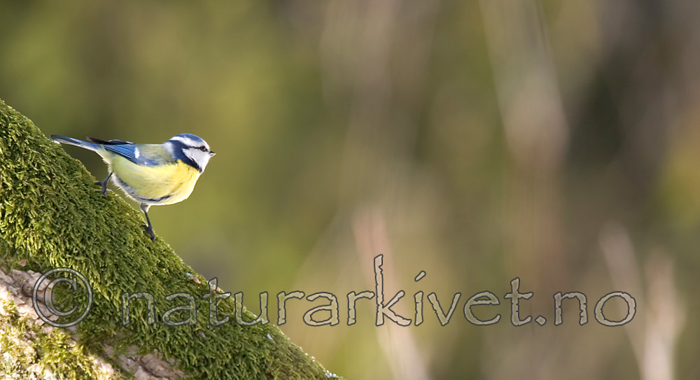 KA_06_1_0270 / Cyanistes caeruleus / Blåmeis