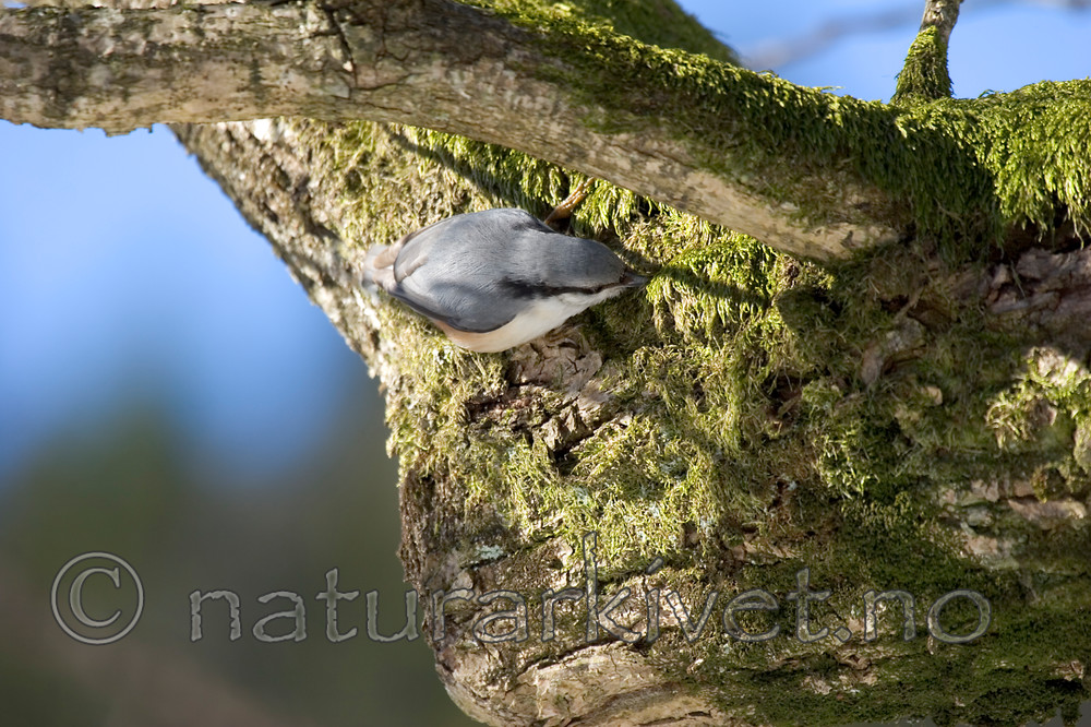 KA_06_1_0300 / Sitta europaea / Spettmeis