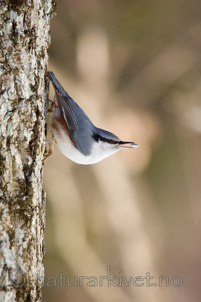 KA_06_1_0301 / Sitta europaea / Spettmeis