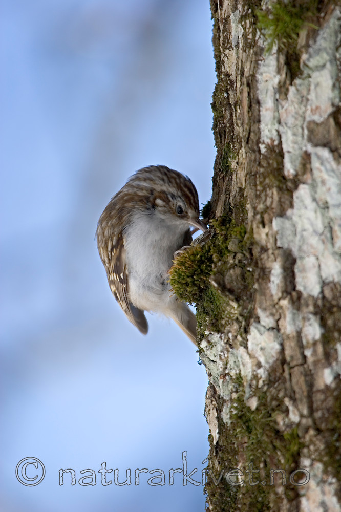 KA_06_1_0305 / Certhia familiaris / Trekryper