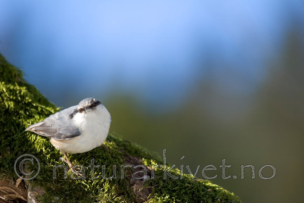 KA_06_1_0307 / Sitta europaea / Spettmeis