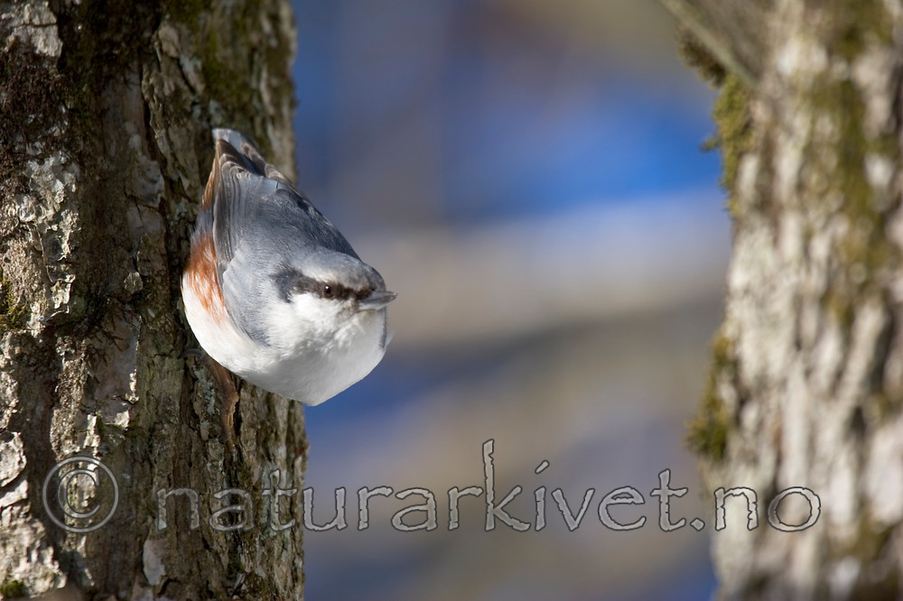 KA_06_1_0310 / Sitta europaea / Spettmeis