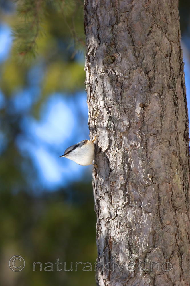 KA_06_1_0317 / Sitta europaea / Spettmeis