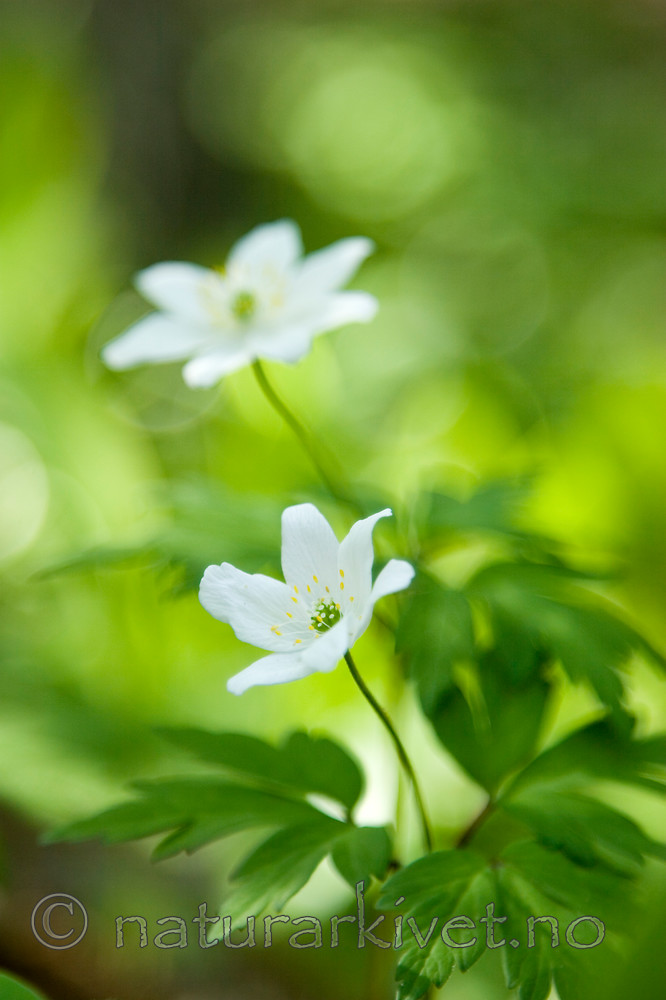 KA_06_1_0621 / Anemone nemorosa / Hvitveis