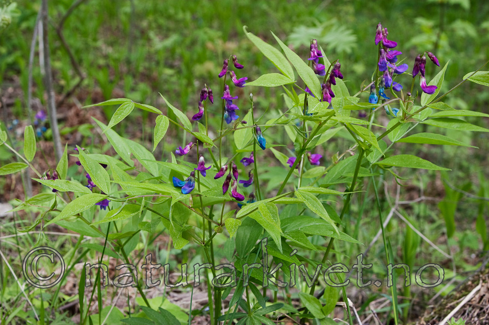 KA_06_1_0649 / Lathyrus vernus / Vårerteknapp