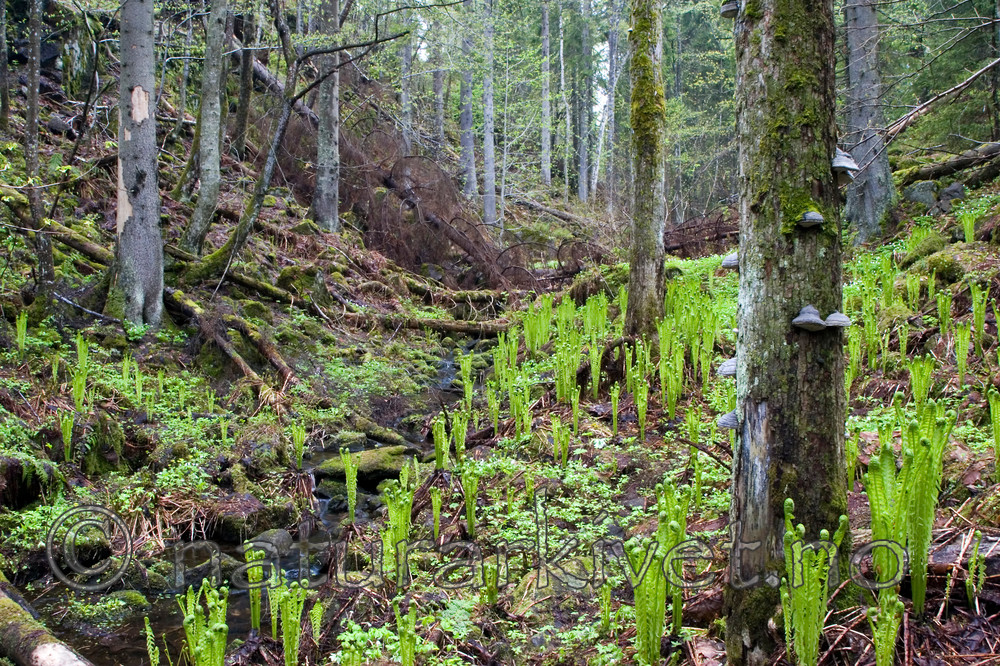 KA_06_1_0659 / Matteuccia struthiopteris / Strutseving