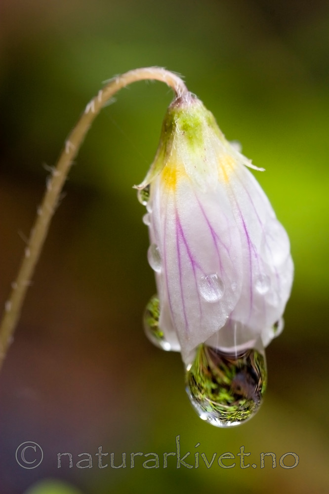 KA_06_1_0675 / Oxalis acetosella / Gjøkesyre