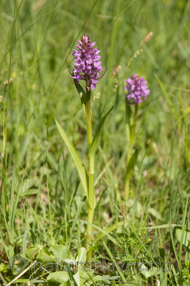 KA_06_1_0750 / Dactylorhiza incarnata / Engmarihand