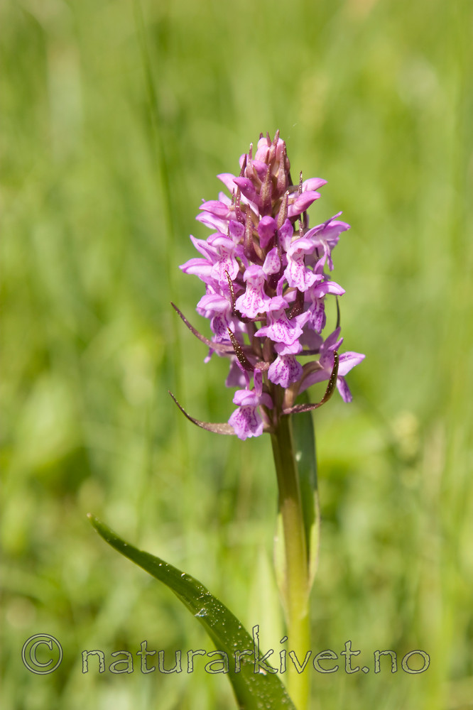 KA_06_1_0751 / Dactylorhiza incarnata / Engmarihand
