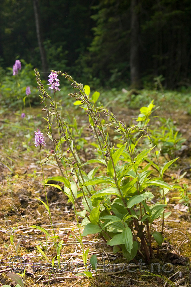 KA_06_1_0779 / Epipactis atrorubens / Rødflangre